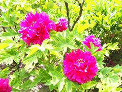 -紫竹院公园冰场