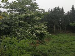 -湖南四明山国家森林公园