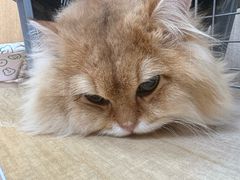 -北京观赏动物医院·24小时大型综合·猫专科·异宠专科