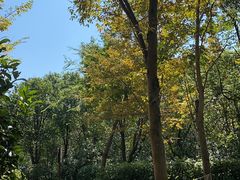 -上海海湾国家森林公园