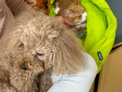 -美联众合动物医院·24h京西诊疗中心