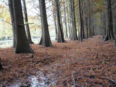 -上海海湾国家森林公园