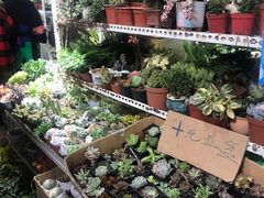 -万商花鸟市场