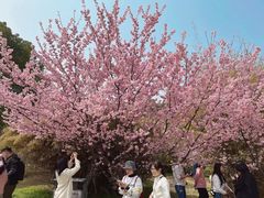 -武汉大学-樱园