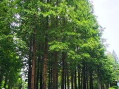 -渡海小渔村.老辈日照菜