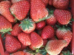 -胜丰草莓采摘园