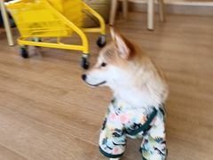 -南京Hallo宠物乐园·哈罗犬舍·柴犬繁育基地