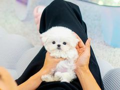 -萌宠之家·腊肠犬·马尔泰·小体犬舍