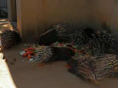 -石家庄市动物园