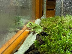 -青石桥花鸟鱼虫市场(叠翠城店)