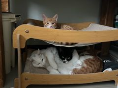 -pd派德宠物中心医院24H急重症·眼科中心·血液透析中心(嵩山北路店)