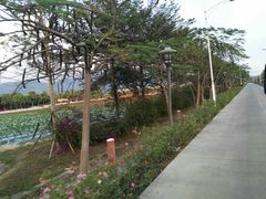 -亚龙湾国际玫瑰谷