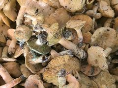 -黔蘑菇四季餐厅(观山湖店)