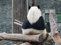 -都江堰中华大熊猫苑
