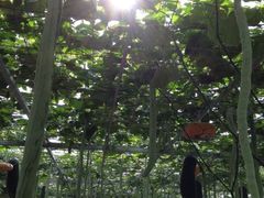 iphone_upload_pic-上海都市菜园