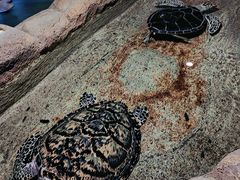 -大连圣亚海洋世界