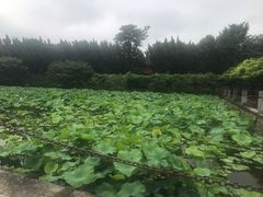 -嘉定紫藤园