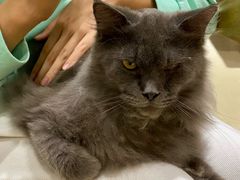 -藏猫猫咖啡主题馆(中央大道店)