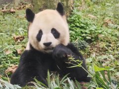 -都江堰中华大熊猫苑
