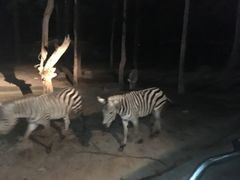 -清迈夜间动物园