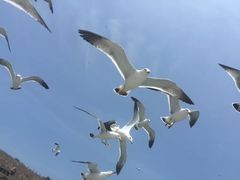 -海驴岛(荣成市)