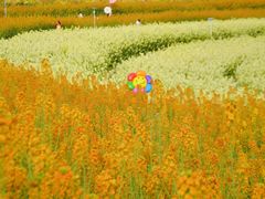 -三圣花乡旅游区