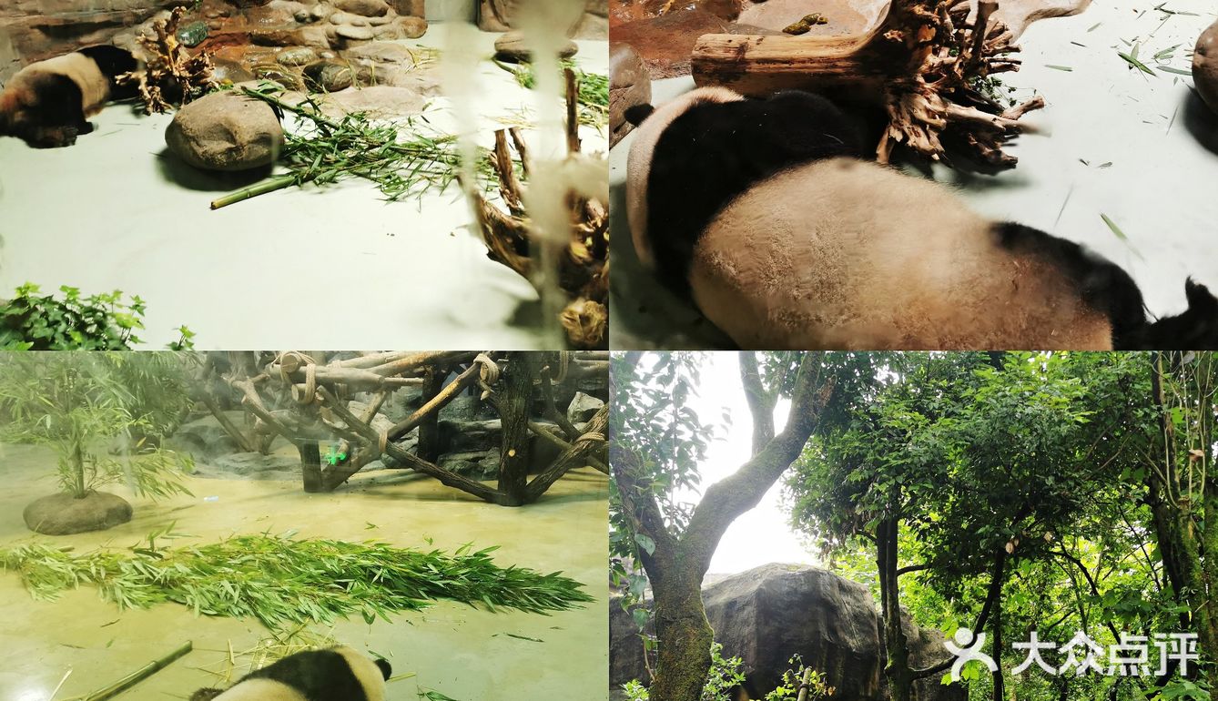 闯入熊猫🐼睡眠王国？[害羞]