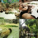 闯入熊猫🐼睡眠王国？[害羞]