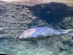 -海合安青岛极地海洋公园