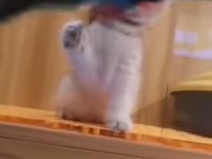 -欣宠猫屋·矮脚拿破仑·蓝金金渐层