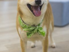 -柴迷FANS CLUB·柴犬狗咖·猫咖