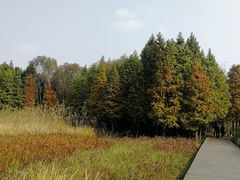 -溱湖国家湿地公园