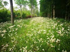 -崇明东平国家森林公园烧烤房车露营地