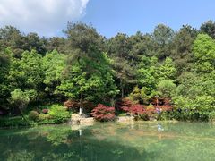 -铁山坪森林公园