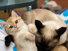 -Bastet sally猫舍购宠(静安店)
