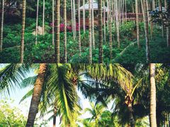 -亚龙湾热带天堂森林公园