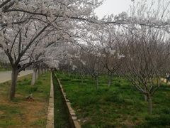 -天王浮山樱花园