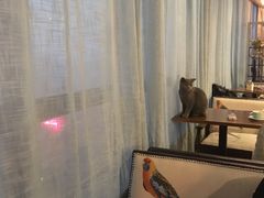 -共舞时光猫咖·狗咖(新街口店)