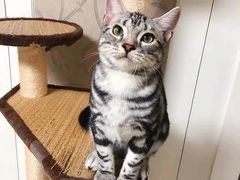-瑞鹏宠物医院犬猫全科(真大分院)