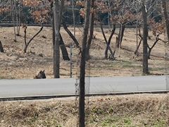 -秦皇岛野生动物园