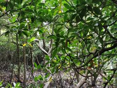 -东寨港红树林旅游区