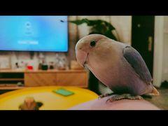 -明明手养鹦鹉(堤角花鸟宠物大世界店)