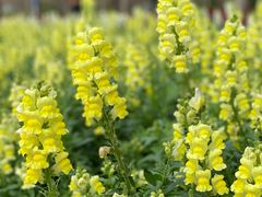 -天适樱花悠乐园