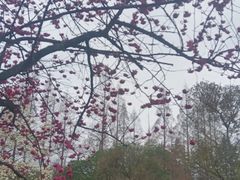 -花溪公园