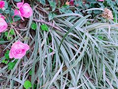 -广州市流溪河国家森林公园