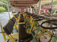 -合肥滨湖国家森林公园