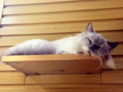 -more than meow吴止猫主题餐厅(承德 中船汇店)