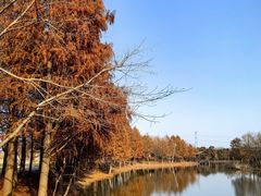 -宁波杭州湾国家湿地公园
