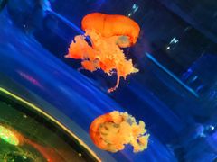 -泉城欧乐堡海洋极地世界