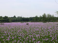 -白鹭湾湿地公园